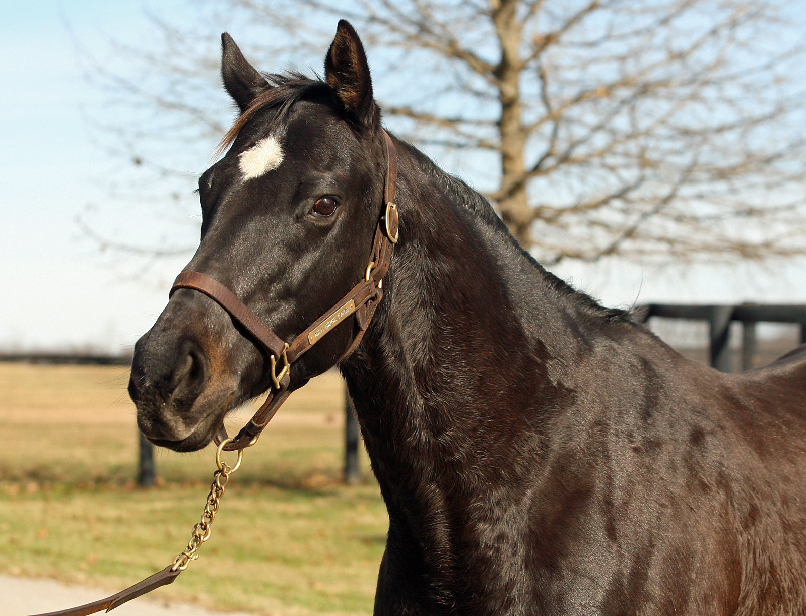 Ensenada, a top-class daughter of Desert Stormer, is still an active broodmare at Mill Ridge Farm. Photo: Emily Shields