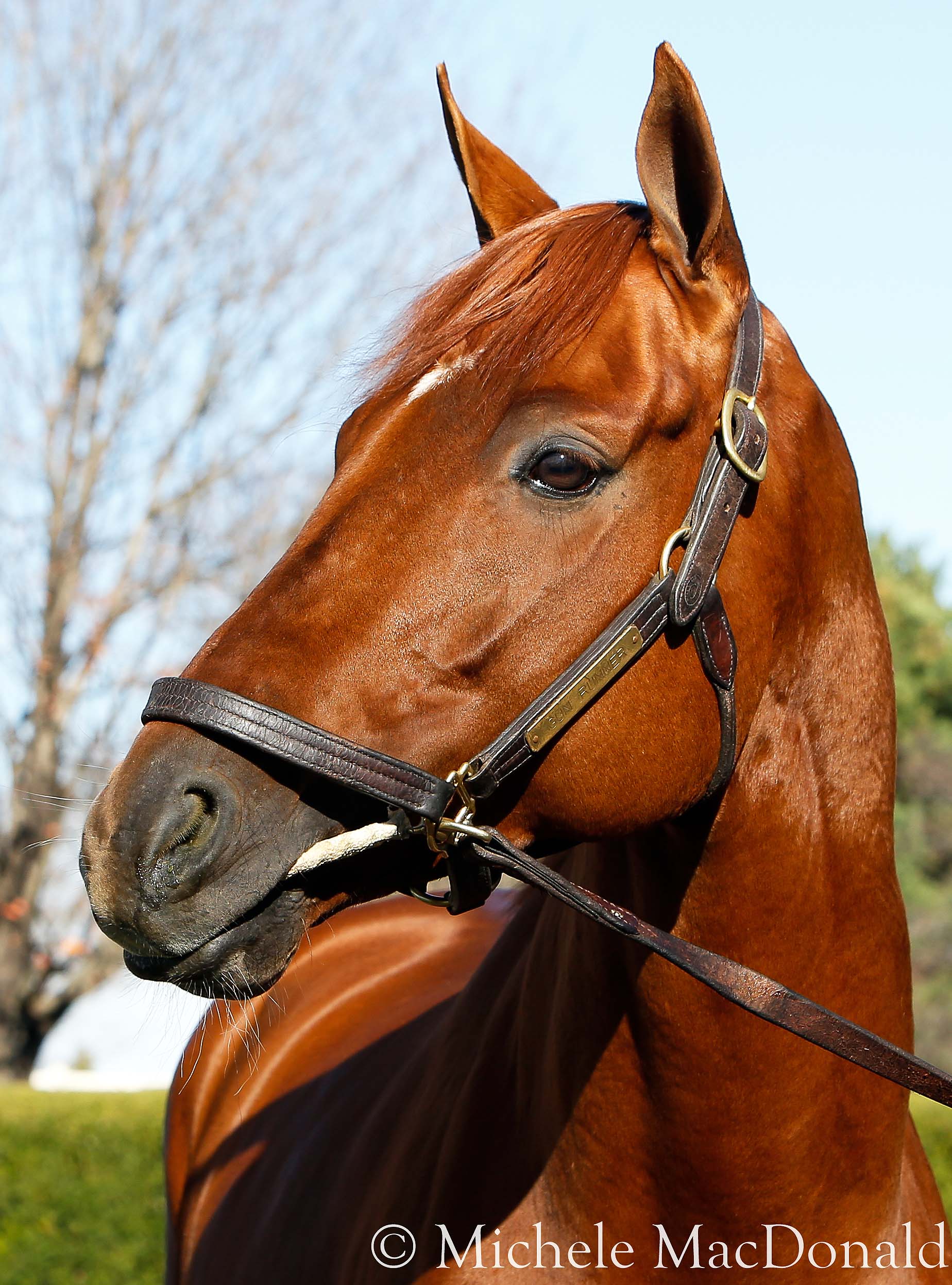 Sound mind: “Gun Runner was physically capable of doing it and sound enough to do it, and he has the mind to want to do it,” says Steve Asmussen. Photo: Michele MacDonald