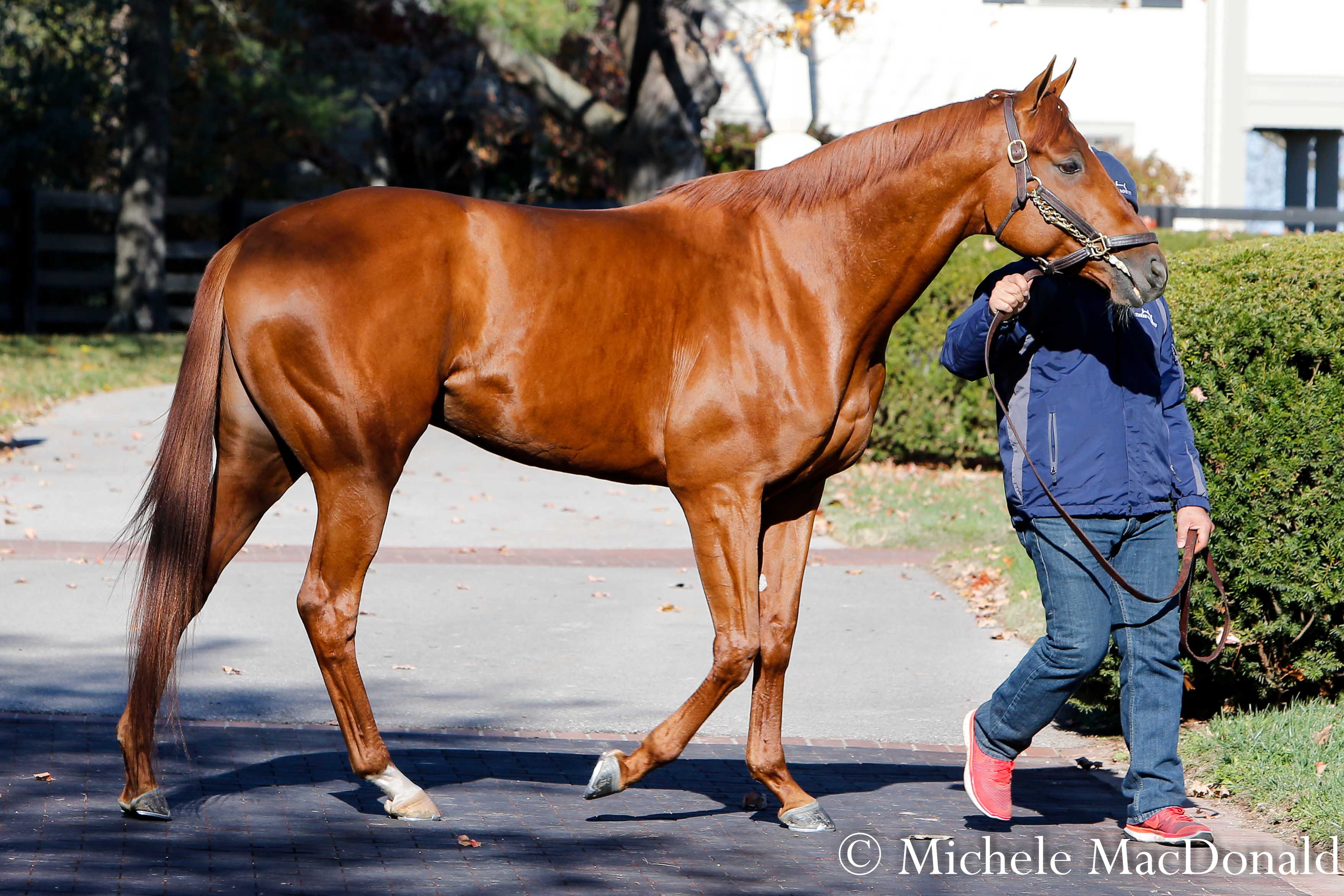 Sleek walk: “Gun Runner always impressed me as a nice horse, a horse with a lot of sense and athleticism,” says Chris Baker. Photo: Michele MacDonald