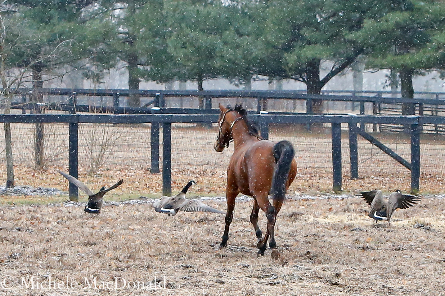 When she spied some Canada geese, Lady Eli put her head down and playfully chased them. Photo: Michele MacDonald