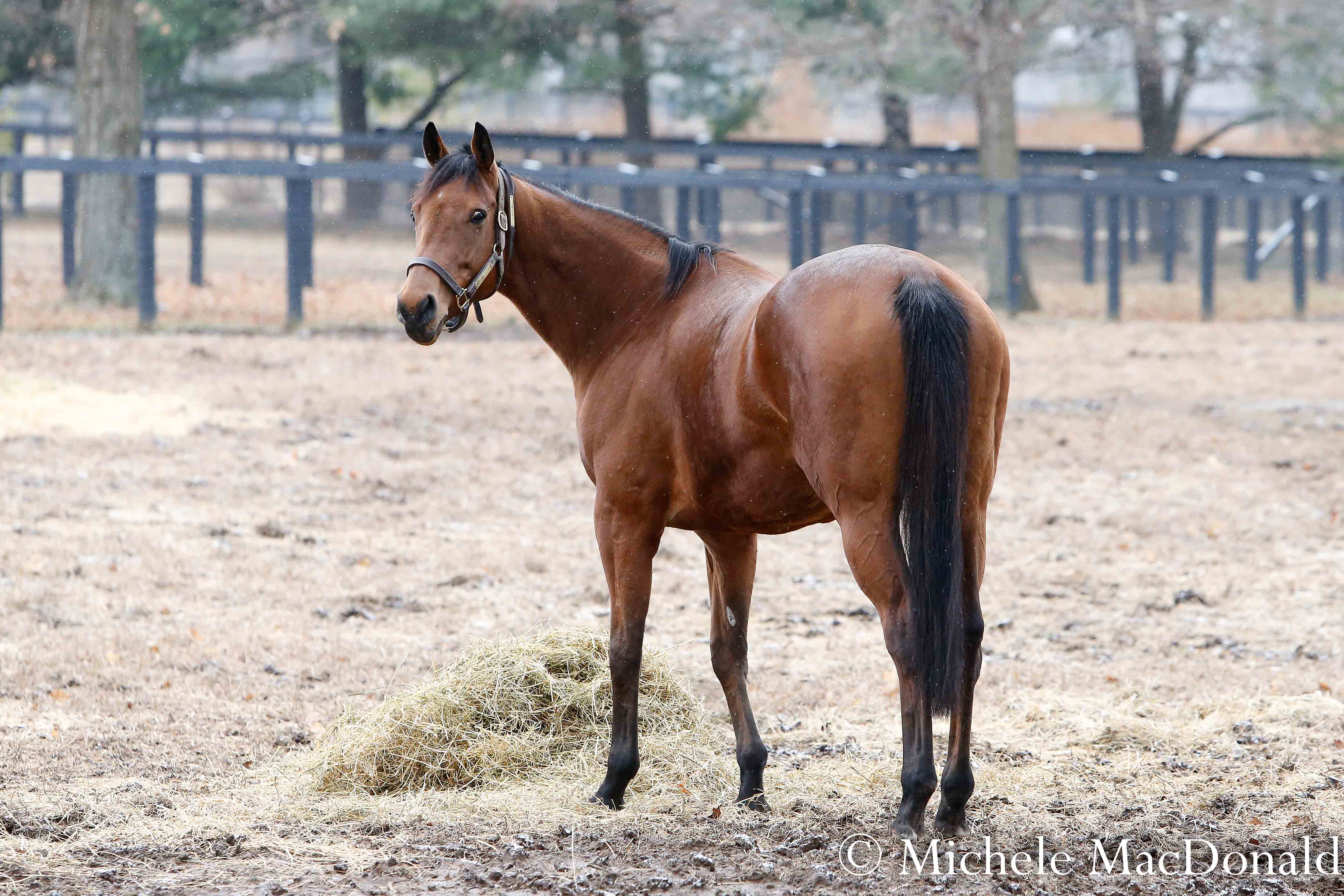 The once tempestuous mare has begun to relax at Hill ‘n’ Dale. Photo: Michele MacDonald