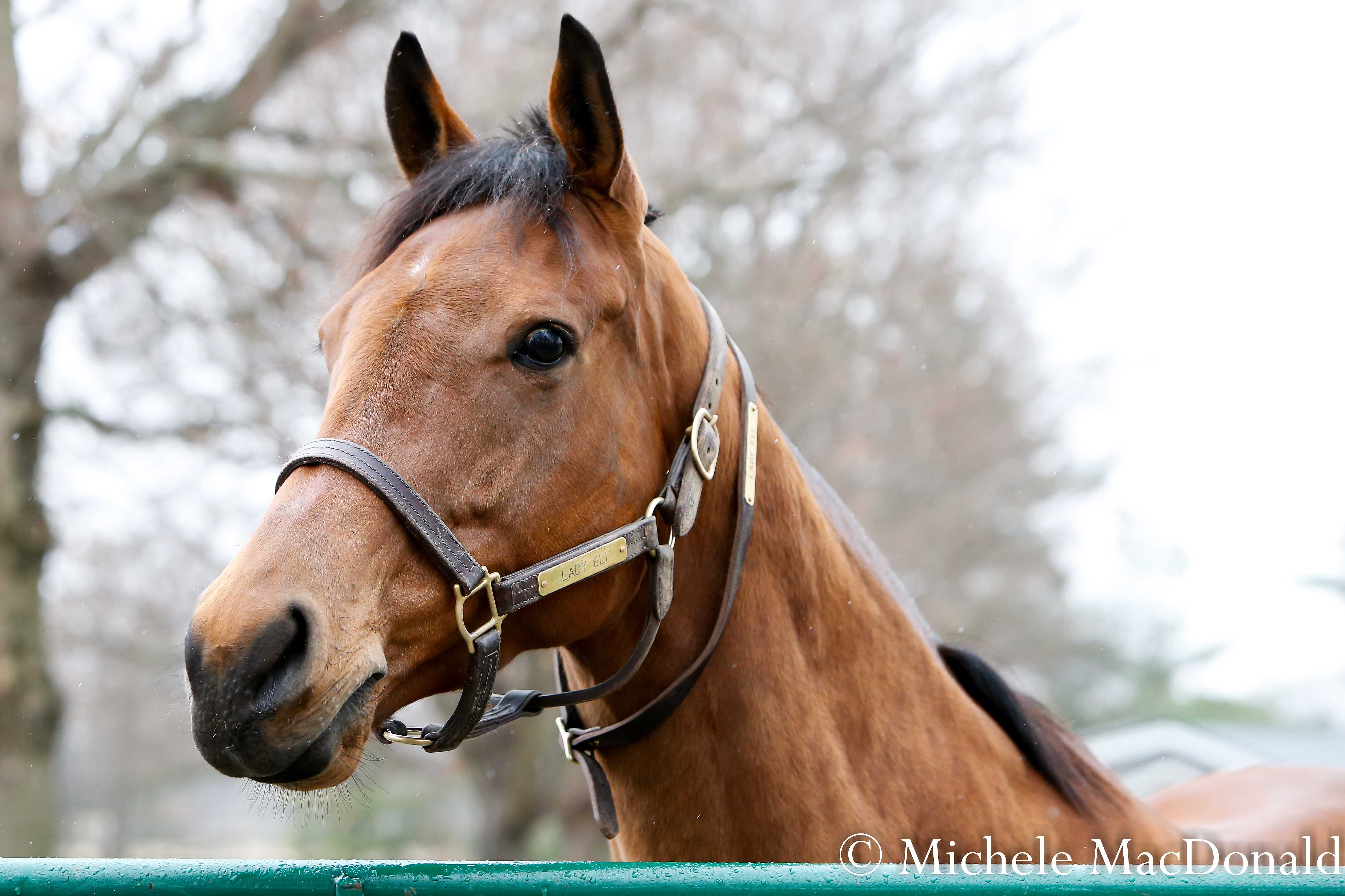 “She’s doing everything right,” says Hill ‘n’ Dale farm manager John Rasmussen of Lady Eli. Photo: Michele MacDonald