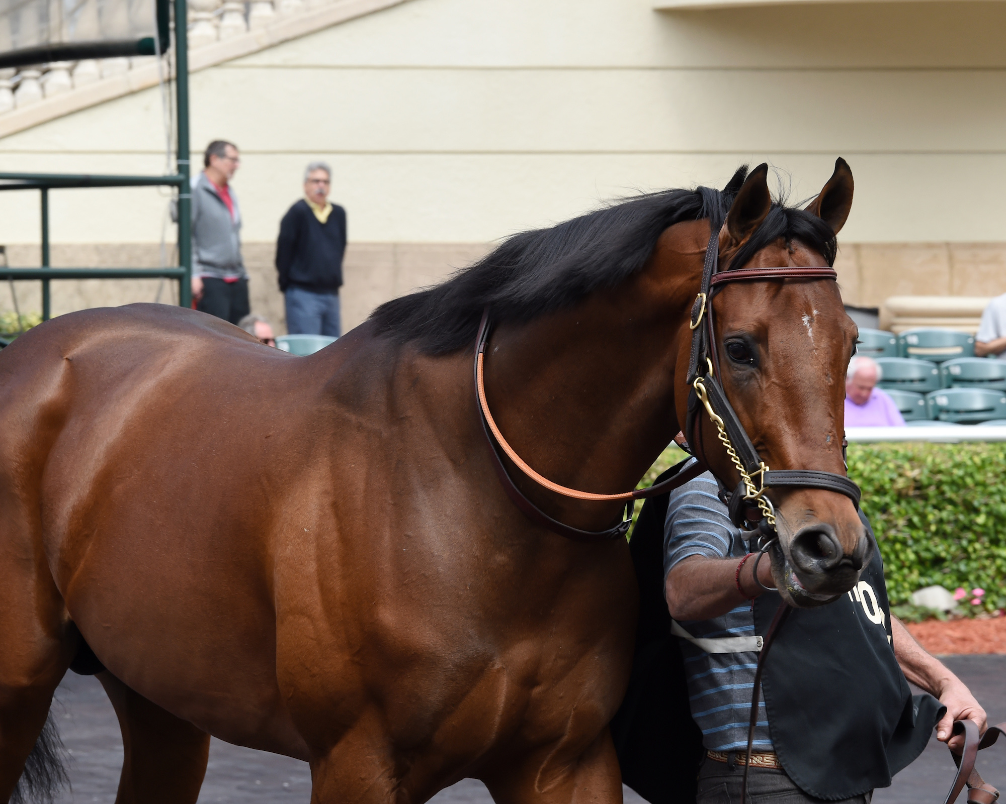 Schooling time: the Bob Baffert-trained West Coast, who will be ridden by Javier Castellano tomorrow, steps out at Gulfstream yesterday. Photo: Gulfstream Park