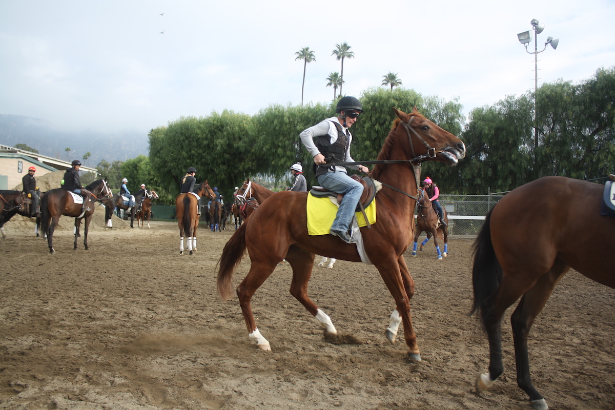 Always a risk: the number of companies willing to cover hotwalkers, grooms and exercise riders continues to dwindle, repelled by the high-risk nature of their work. Photo: Daniel Ross