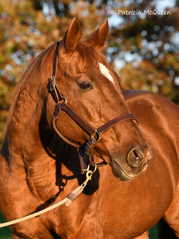 A picture of health: “He’s a beautiful horse to look at, and he’s a beautiful horse on the inside,” says Bev Dee. Photo: Patricia McQueen