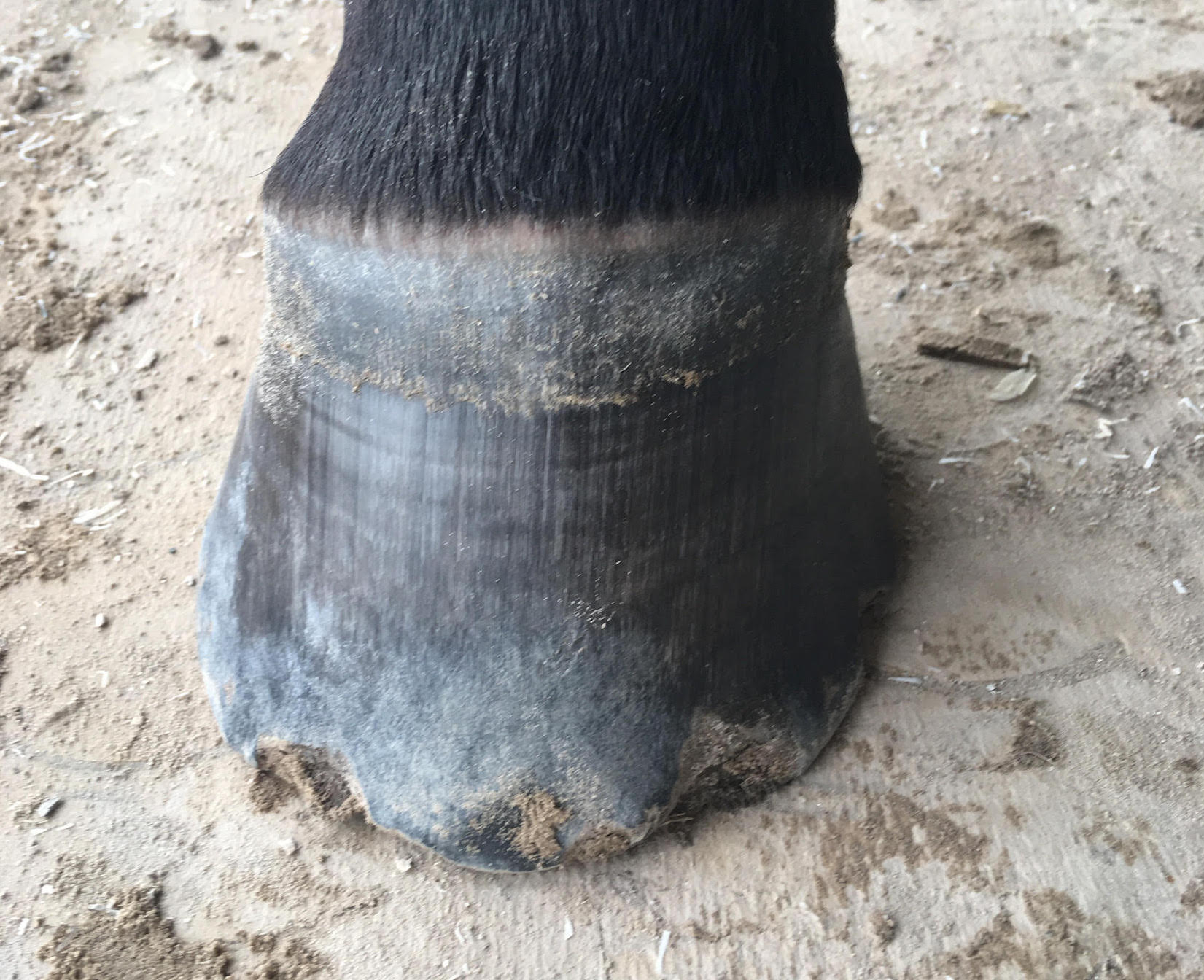 The front view of a hoof of a horse without shoes. Longer parts have been naturally chipped away and a natural shoe has started to form