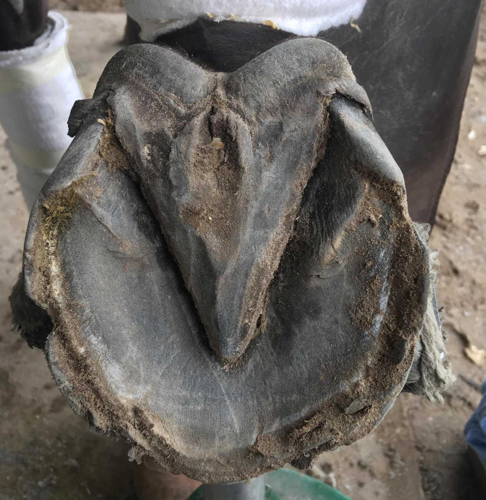 The underside of a hoof. The horse has built a natural shoe ‘edge’ around the unshod foot