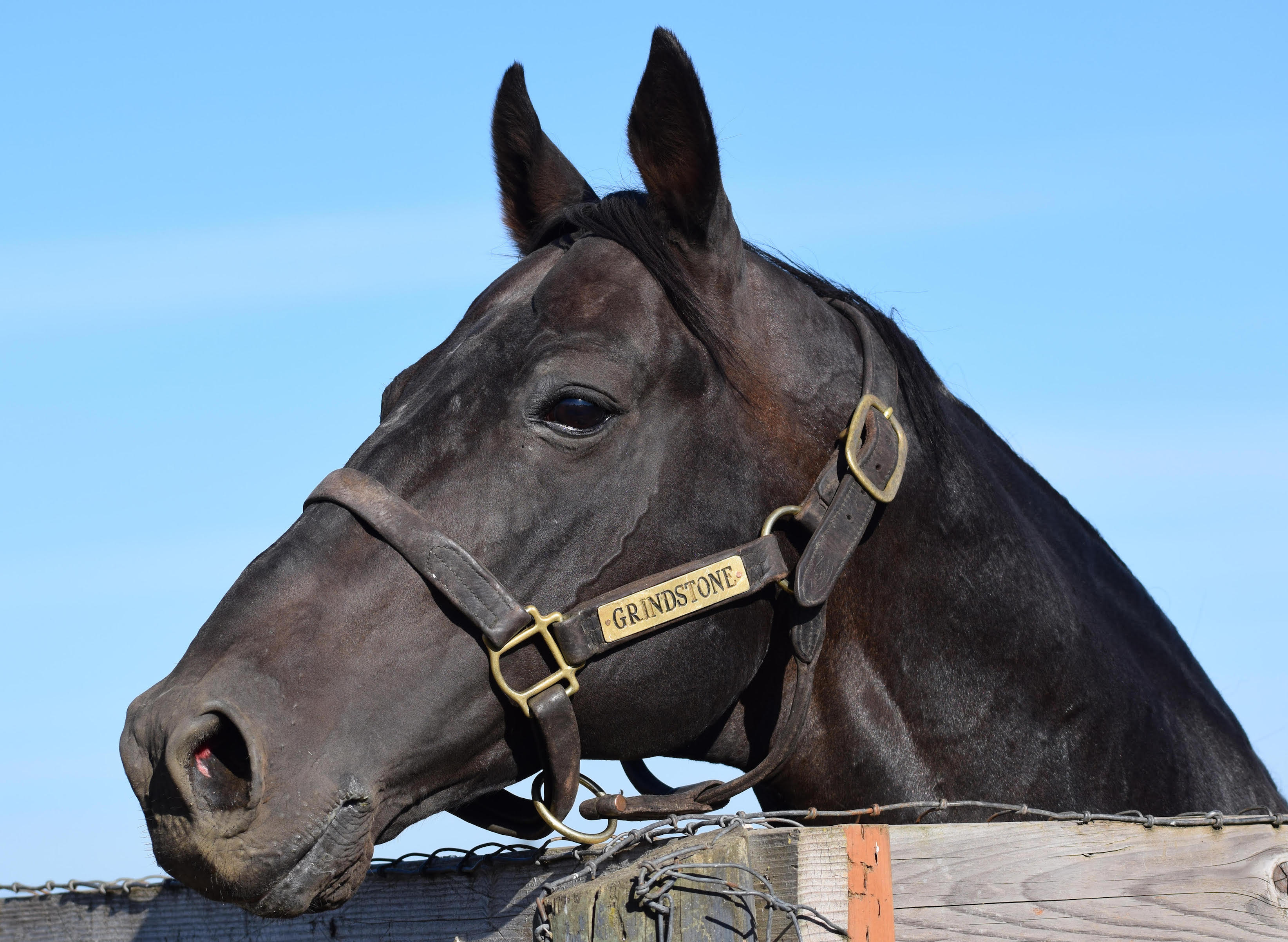 Grindstone at Oakhurst Farm: the move there brought about a genuine resurgence in his career. Photo: Alicia Hudson