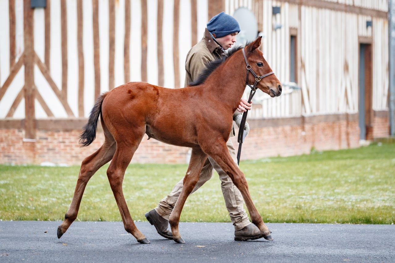 The Shalaa filly out of Al Anqa, a daughter of Galileo and sister of Breeders' Cup winner Zagora. Photo: Z Lupa/Al Shaqab Racing