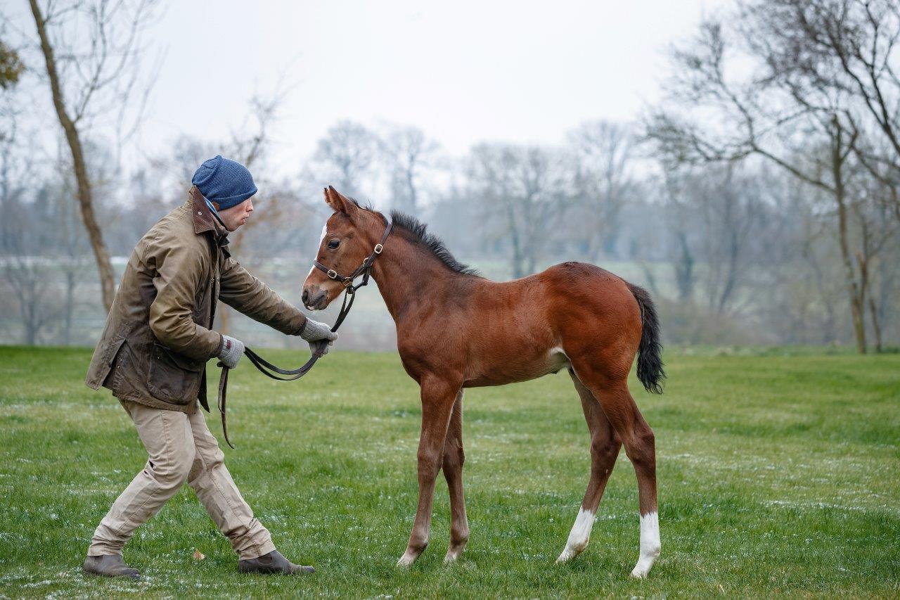 This Shalaa colt is out of Al Wathna (by Nayef), winner of the G2 Prix de Malleret at Saint-Cloud in 2016. Photo: Z Lupa/Al Shaqab Racing