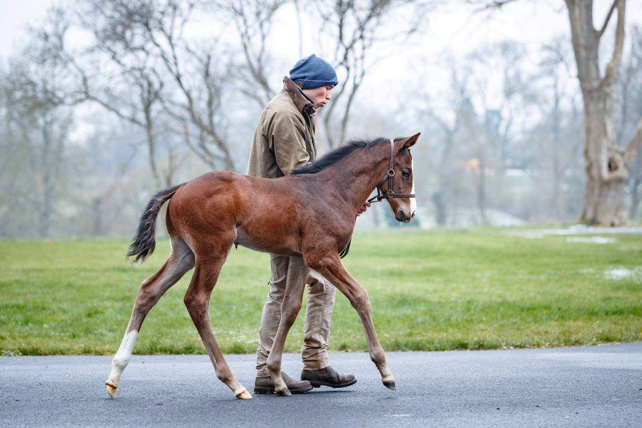 Shalaa's daughter out of the G3-placed Shamardal mare Gherdaiya. Photo: Z Lupa/Al Shaqab Racing