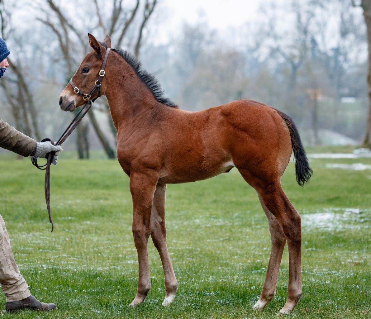 Iltemas, another daughter of Galileo, is the dam of this Shalaa filly. Photo: Z Lupa/Al Shaqab Racing