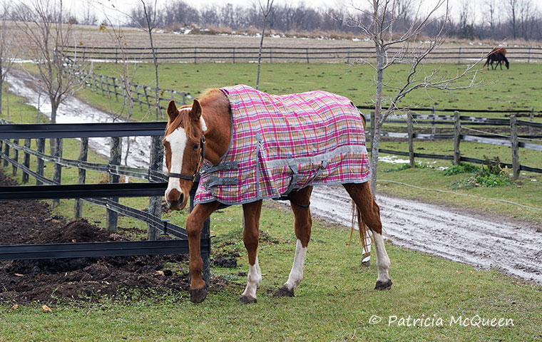 Roaming free: ‘Timer’ is allowed to wander around John and Maggie LeBlanc’s Ontario farm on his own. Photo: Patricia McQueen