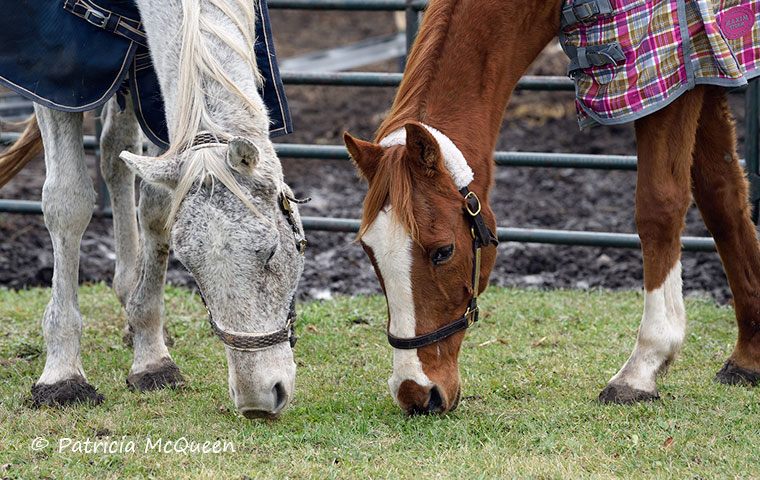 Grazing buddies: Time Alert with the grey Doug’s Legacy. Both horses have teeth problems. Photo: Patricia McQueen