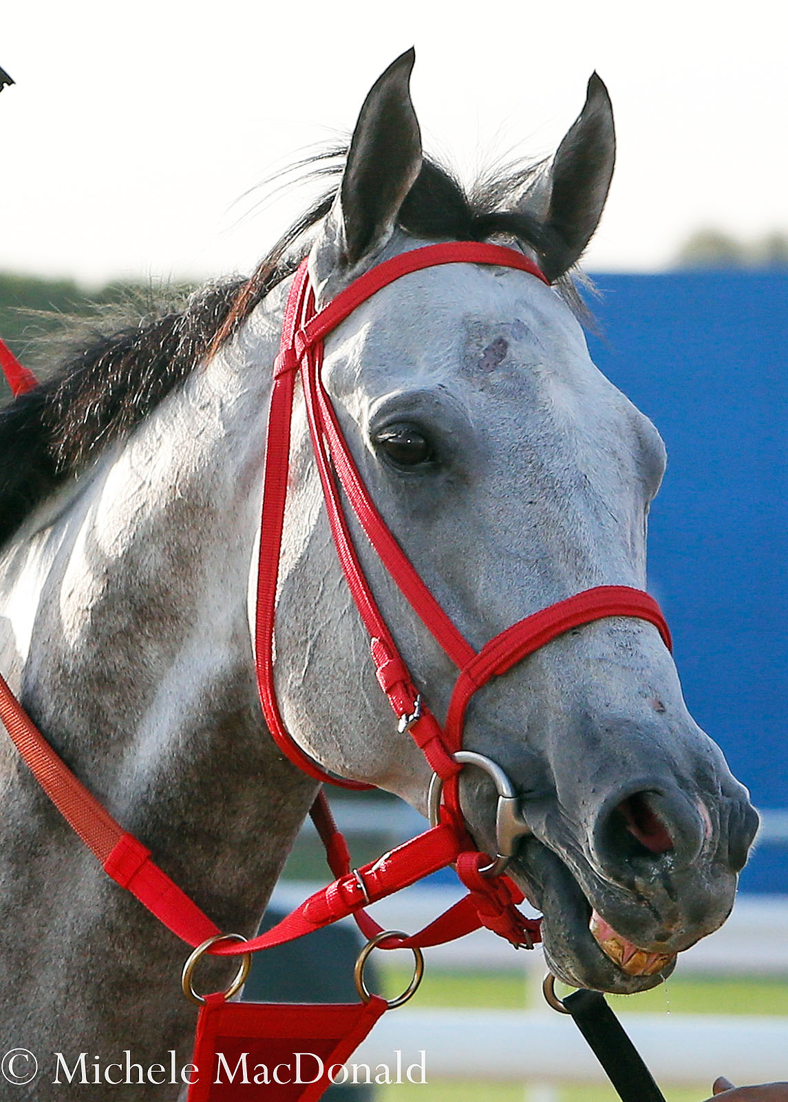 XY Jet: “He’s so relaxed here; he loves it,” says trainer Jorge Navarro. “Now he’s acting so nice that you could hug and kiss him.” Photo: Michele MacDonald