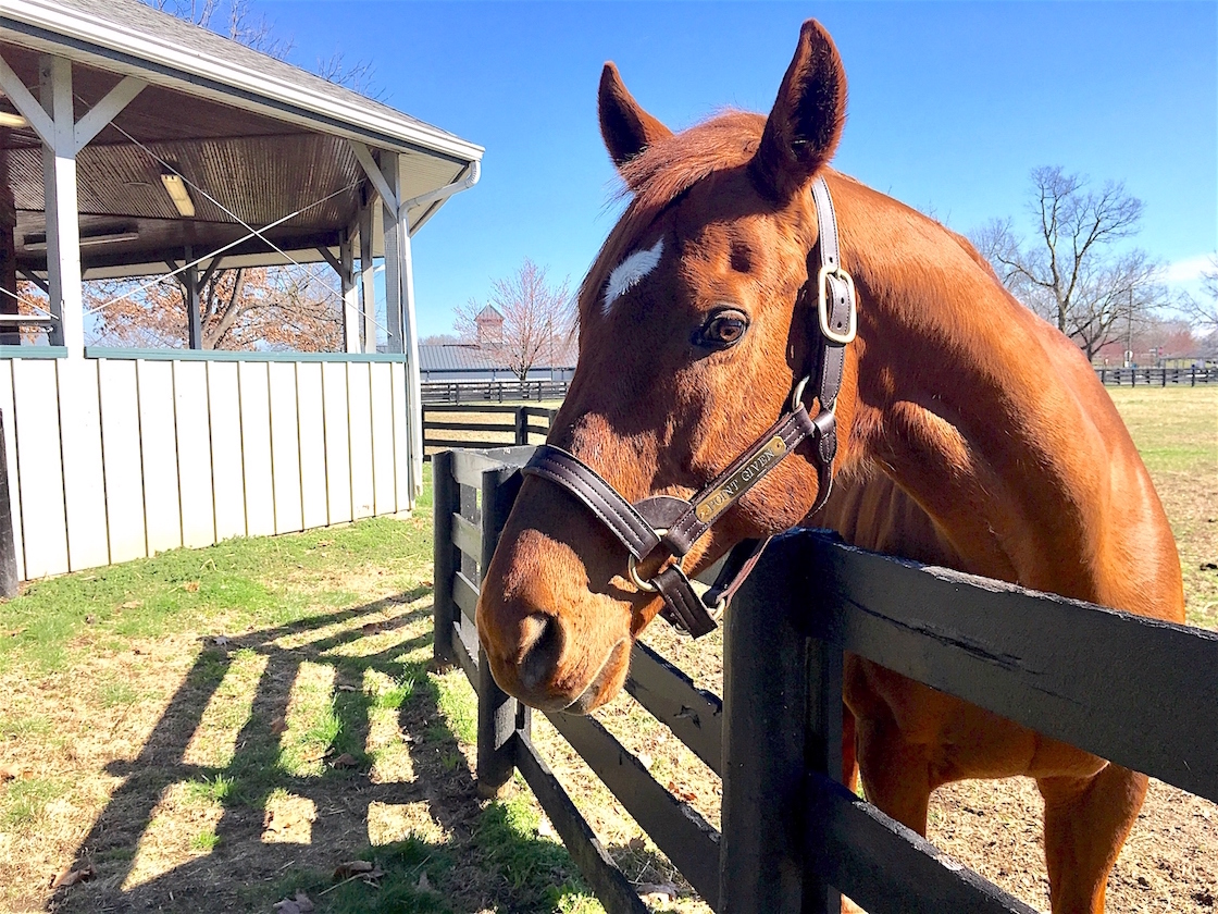 Tough life: Point Given’s responsibilities as an ambassador include grazing and being admired by the public. Photo: Amanda Duckworth