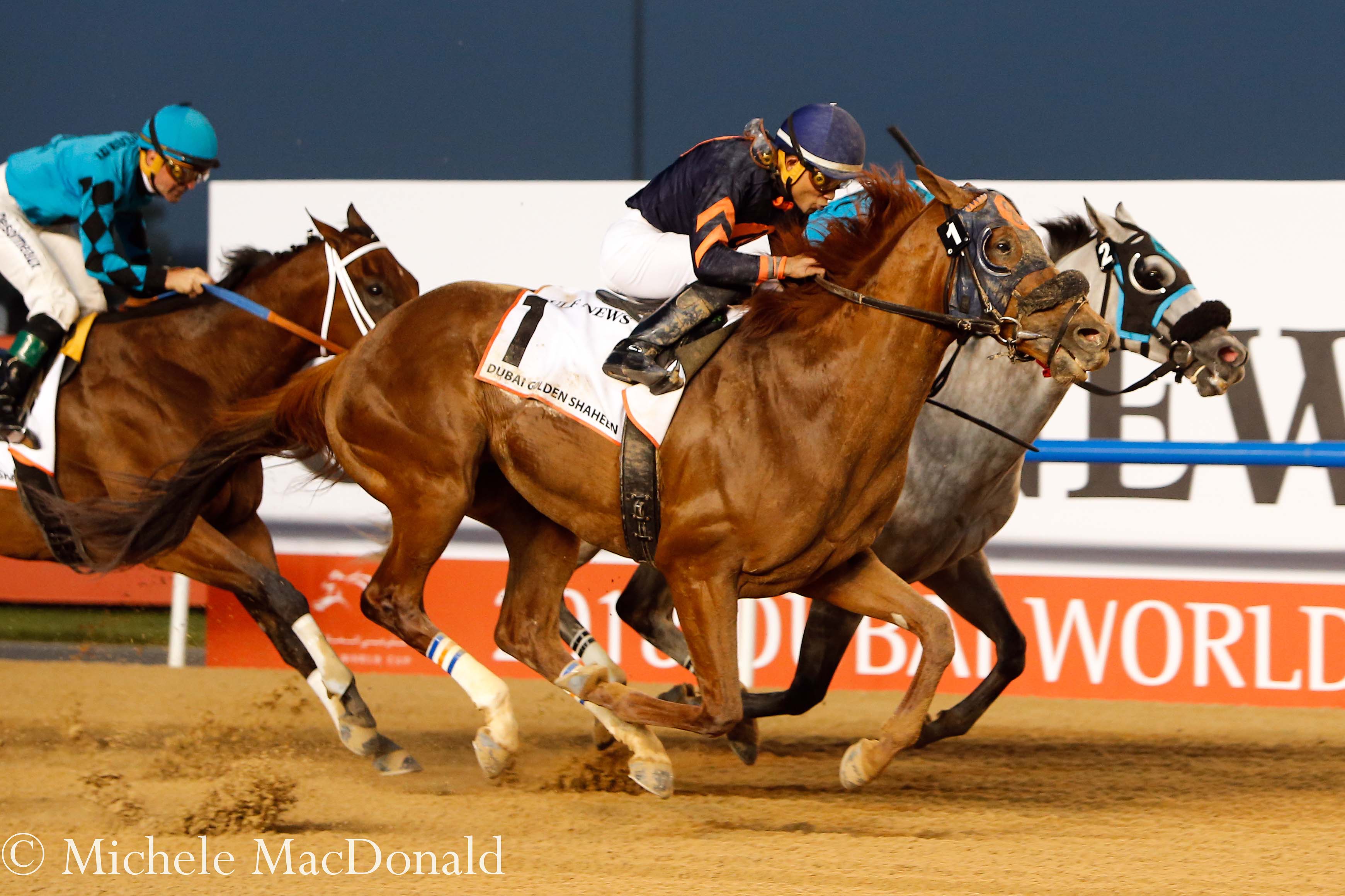 Mind Your Biscuits (1) edging out XY Jet (2) in the Golden Shaheen. Roy H is just behind in third. Photo: Michele MacDonald