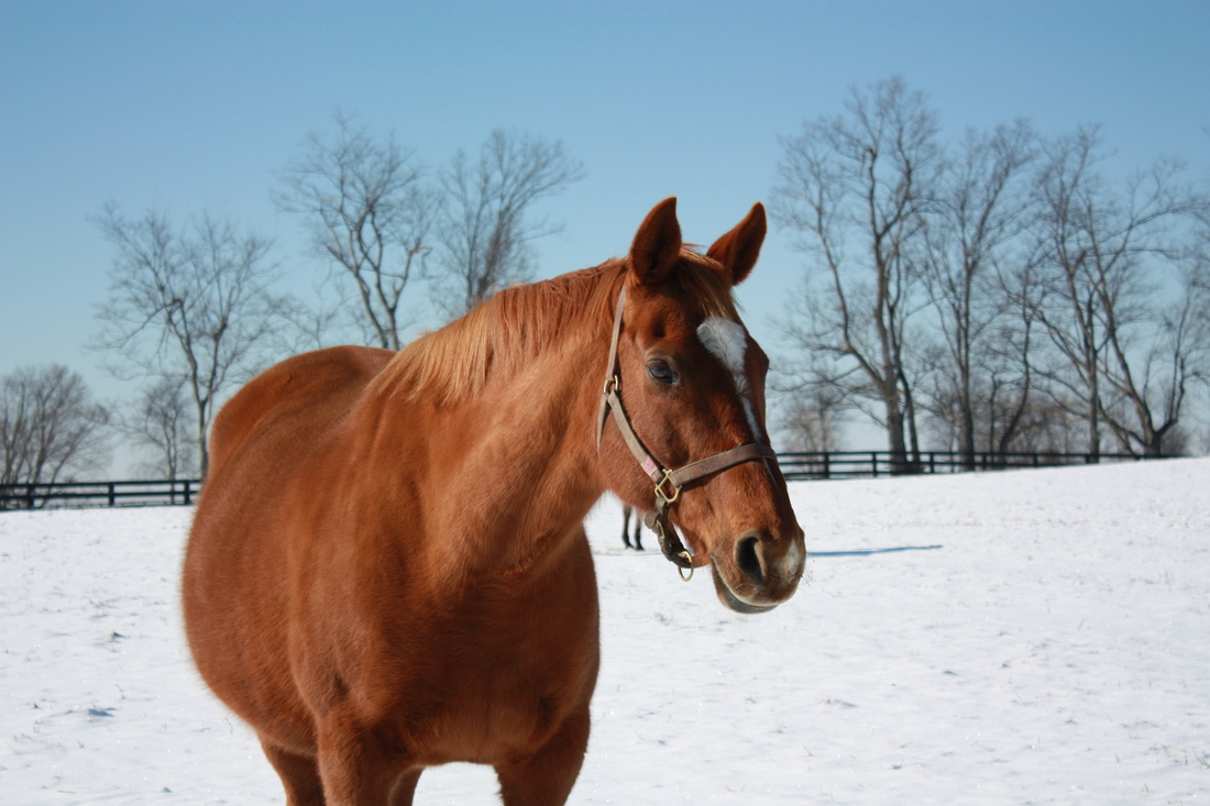 The Storm Bird mare Marozia, one of the most important broodmares in the development of Glennwood Farm