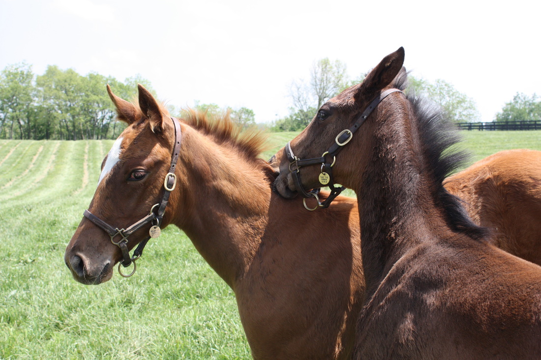 Playmates: the 2011 Glennwood foals My Miss Sophia and Bookrunner (the one doing the nipping). The filly went on to run second to Untapable in the Kentucky Oaks, and Bookrunner, who ran in Night Of Thunder’s 2000 Guineas at Newmarket, was G1-placed in Italy