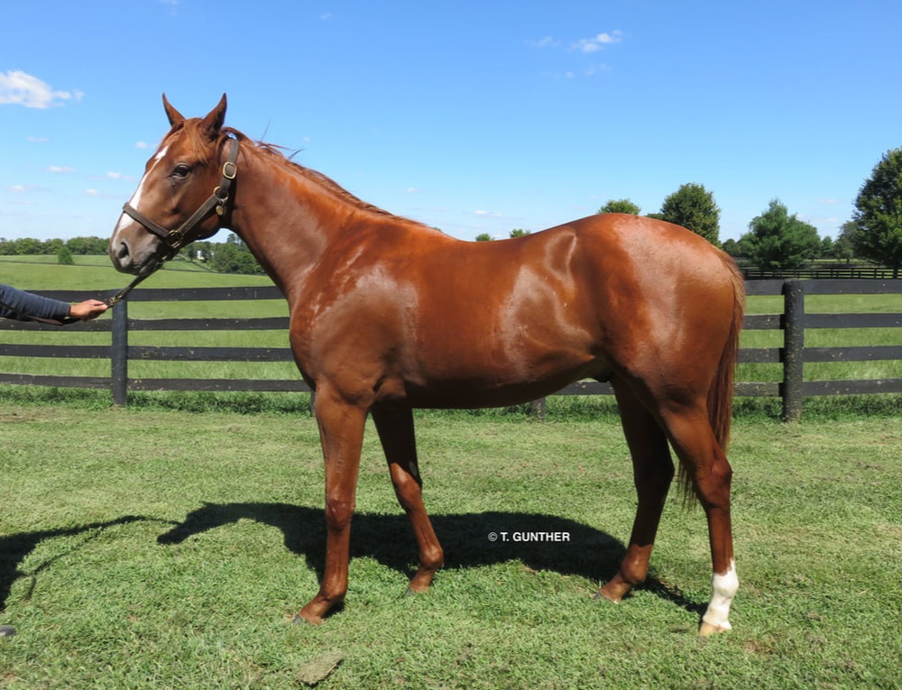 Vino Rosso (above) and Justify (below) at Glennwood Farm. Photos: Tanya Gunther