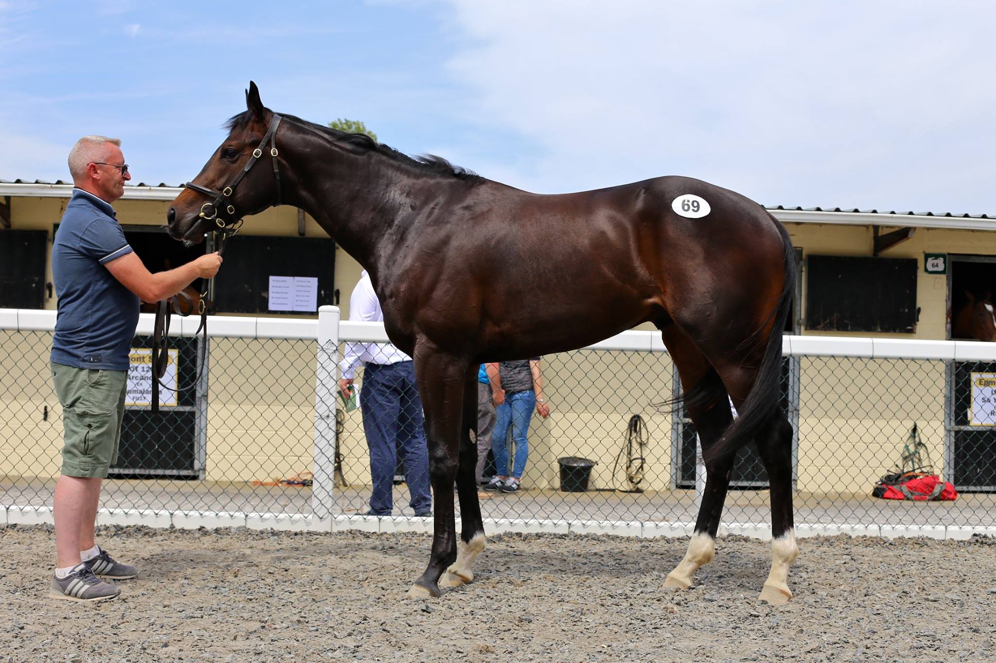 Flying the flag: Landshark above after topping last year's sale, and below on the racecourse at the Curragh last August