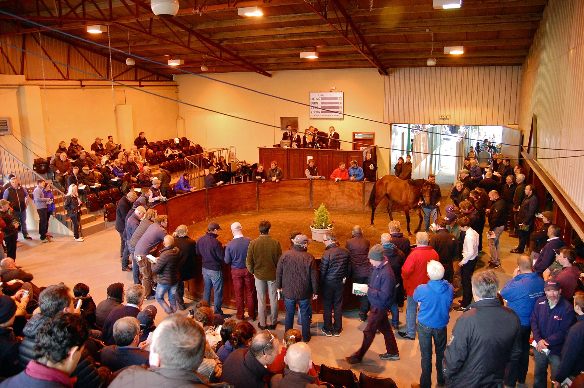 Hive of activity: the sale ring at Goresbridge in County Kilkenny. Photo: Amy Lynam