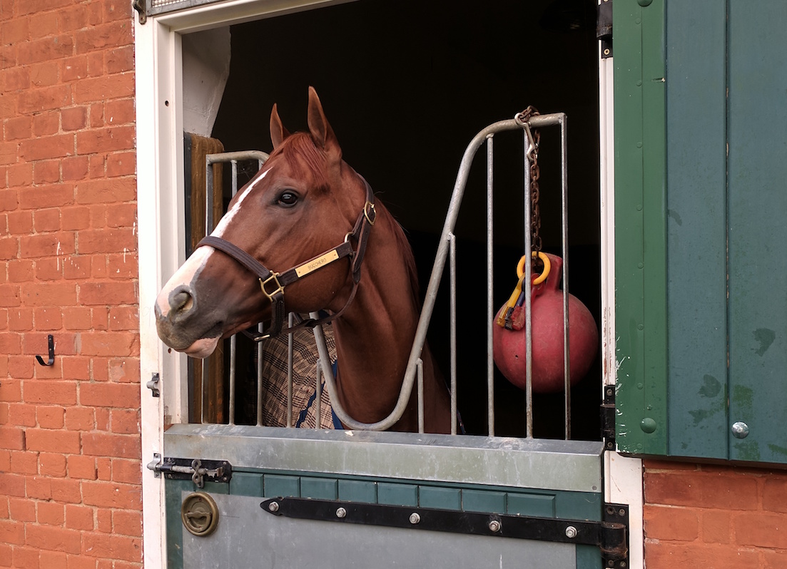 Settling in: Bucchero getting used to his temporary surrounds in Newmarket