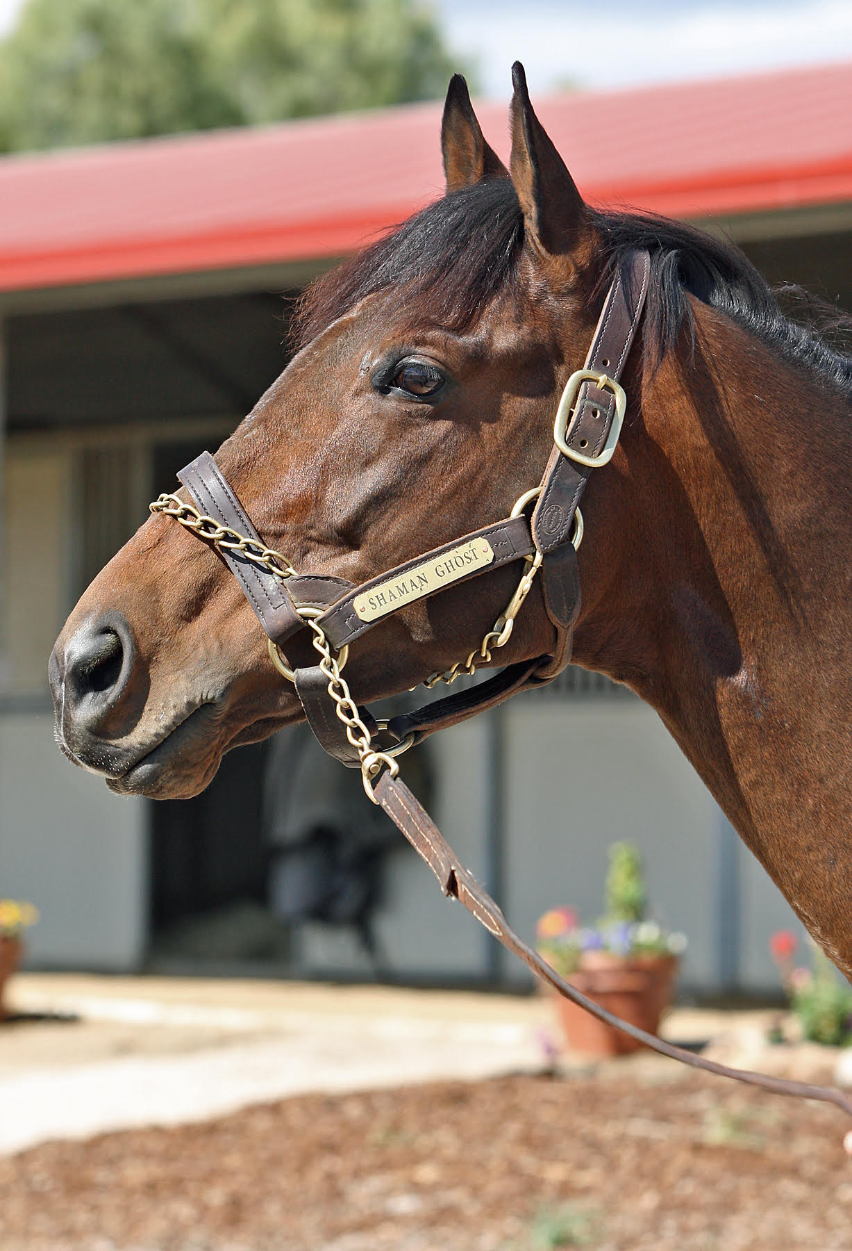 2015 Queen’s Plate hero Shaman Ghost is at stud at Lovacres Ranch in California. “He’s been a wonderful breeder and he’s doing fantastic,” says stud owner Terry Lovingier. Photo: Emily Shields