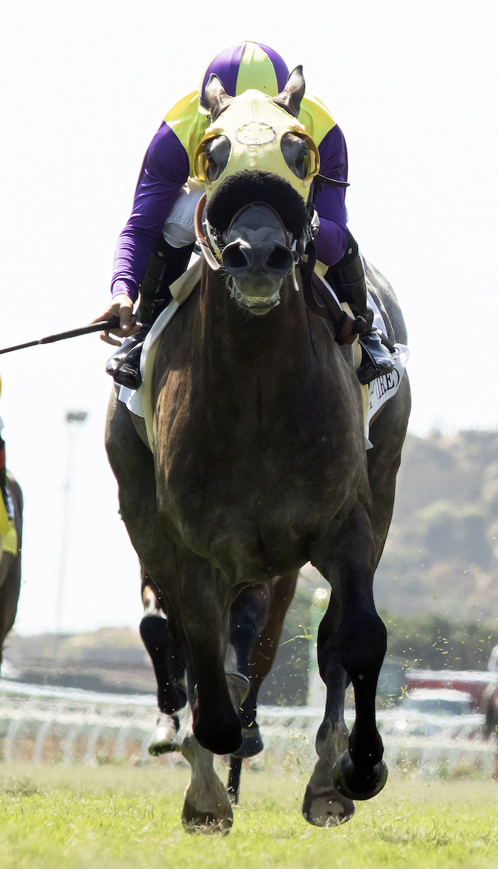 Hunt, a son of Dark Angel, wins the G2 Eddie Read Stakes at Del Mar last July