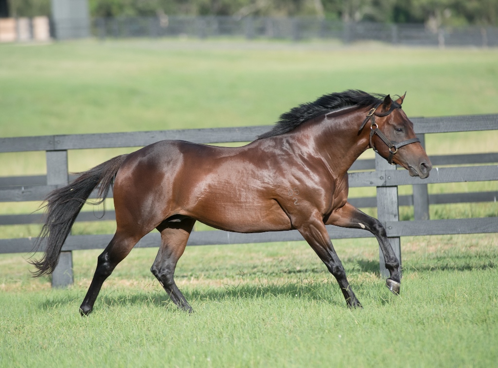 National Stud newcomer: Spill The Beans, who is shuttling from Australia and is the first son of the mighty Snitzel to stand in Europe. Photo: National Stud