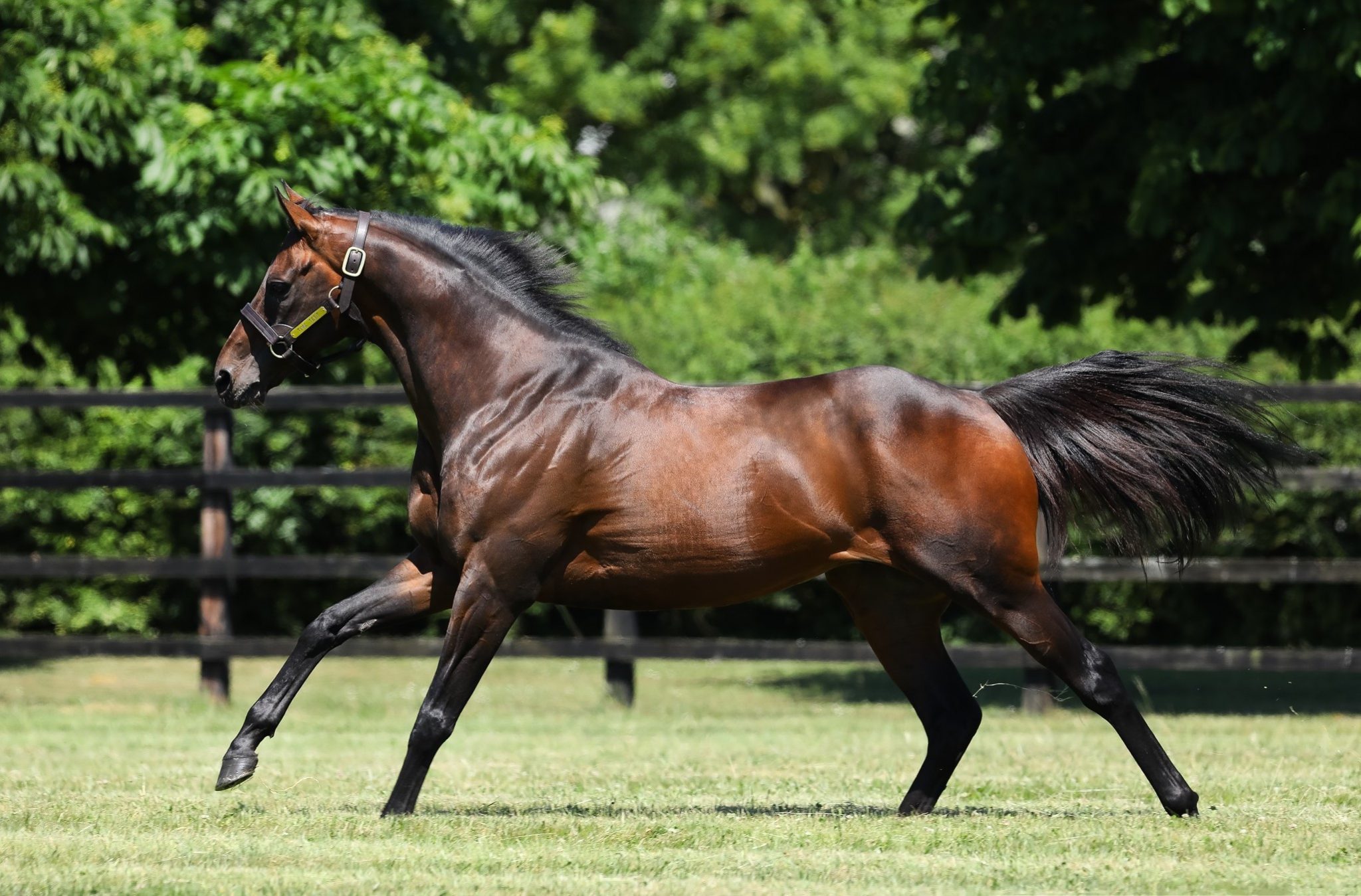 National Stud newcomer: Time Test is being supported by “a deep list of really good breeders - he suits the commercial breeder as well as the owner-breeder”, says Tim Lane. Photo: National Stud