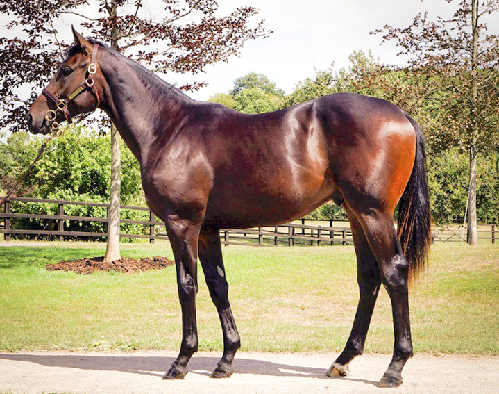 This Dubawi colt (lot 137) is out of the dual G1 winner Just The Judge, who was second in the Newmarket 1000 Guineas and third in the Breeders’ Cup Filly & Mare Turf