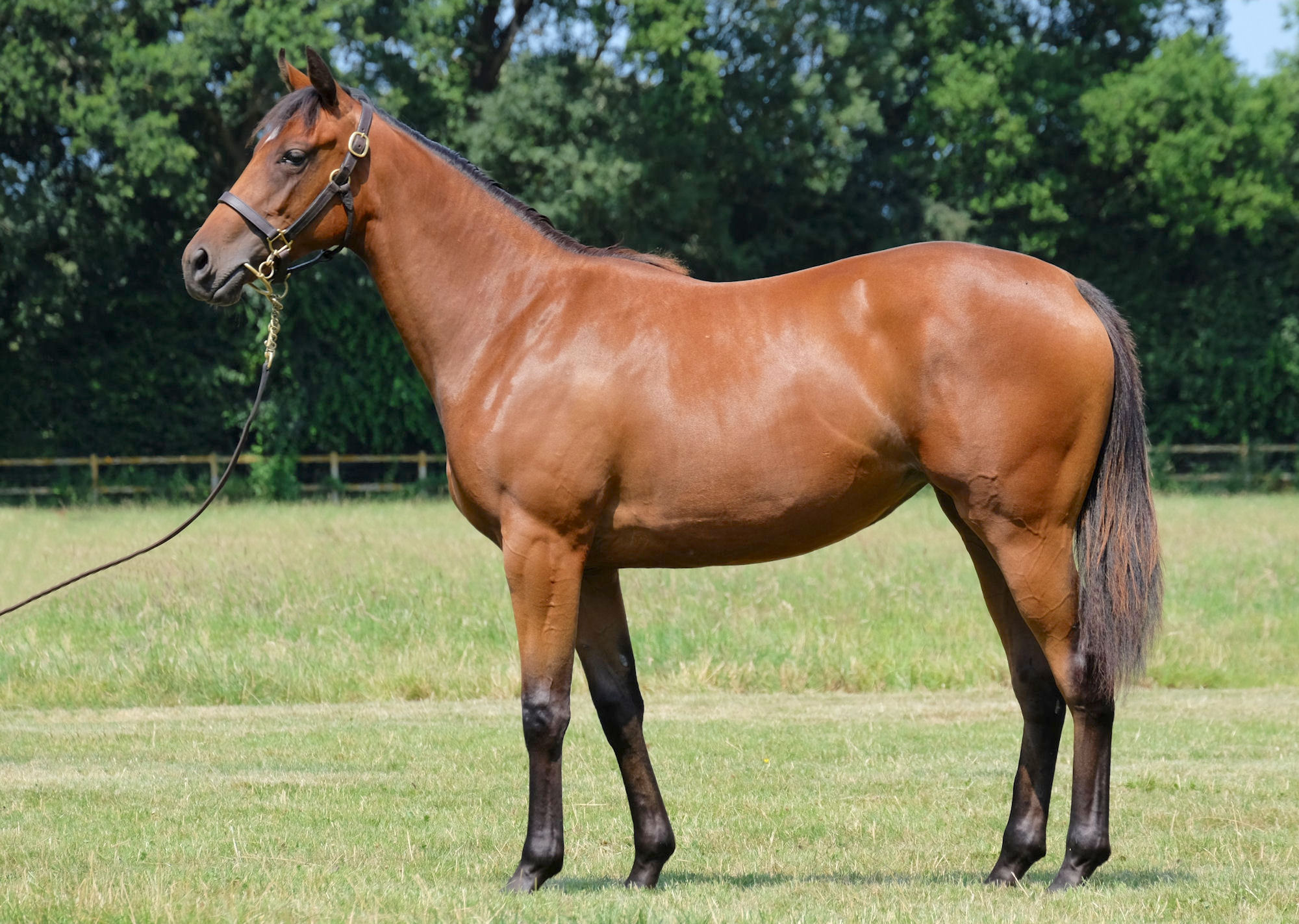 Lot 159, this Galileo filly out of Nunthorpe Stakes winner Margot Did, was bred by Katsumi Yoshida. She is her dam’s second foal after this season’s G2 Prix Sandringham winner Mission Impassible