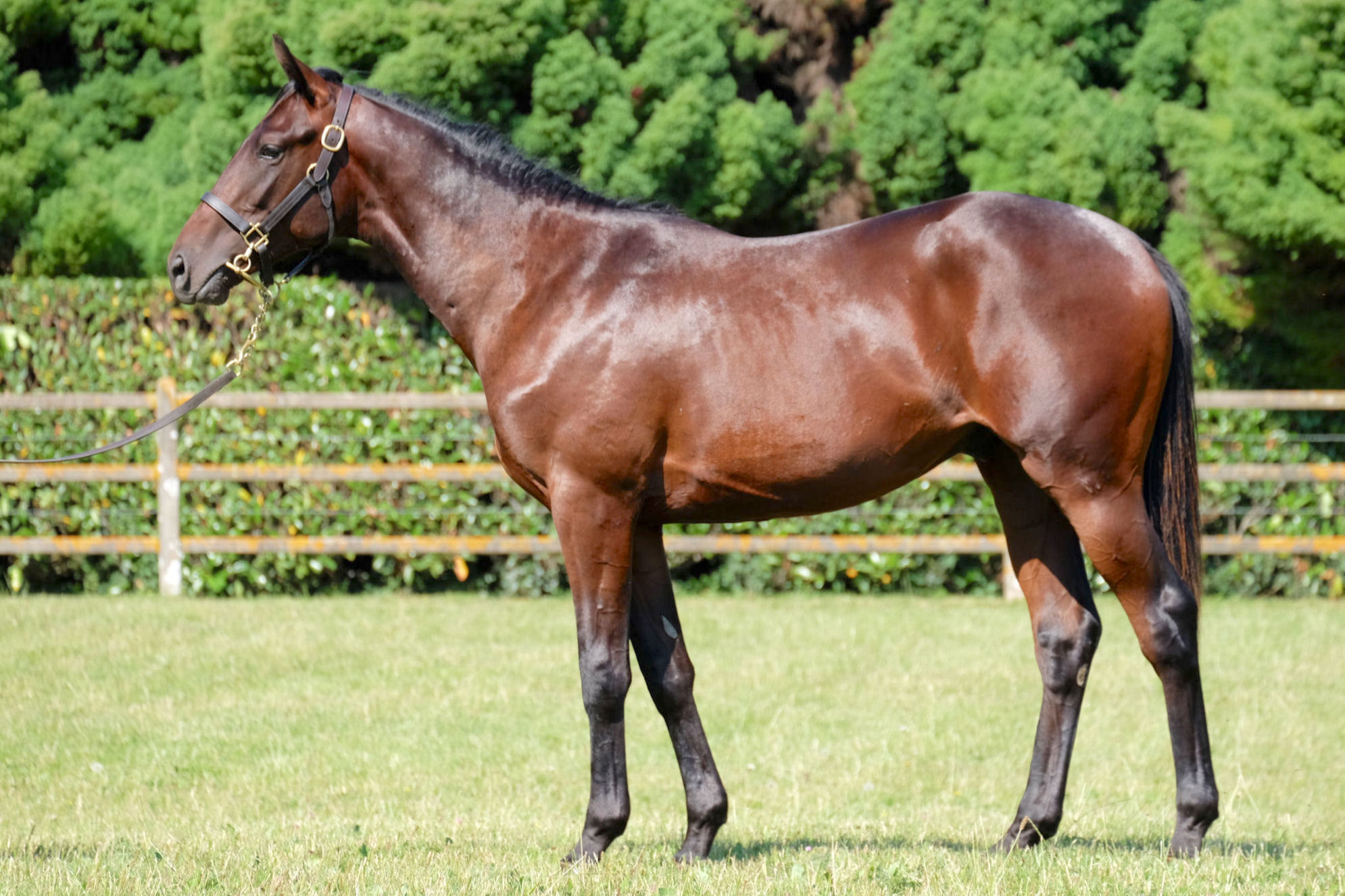 This colt (lot 310) by Wootton Bassett out of the Dubawi mare Hasturianita “looks early”, says Nicolas de Chambure of Haras d’Etreham