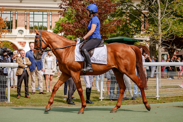 Prince Bishop, winner of the 2015 Dubai World Cup, on parade at Deauville last year