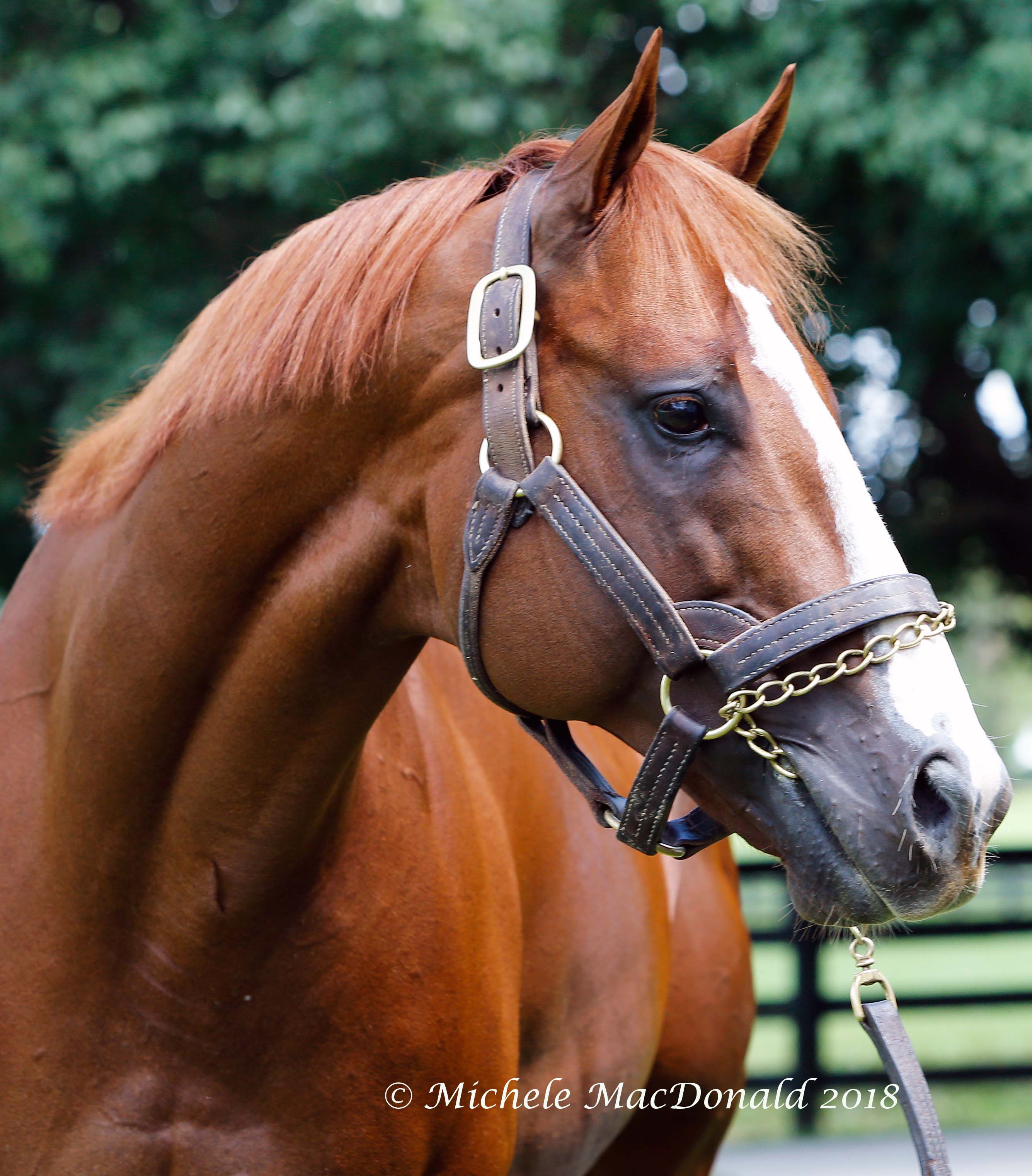 Lord Nelson: “What a heart he has, and he is so intelligent. Without a doubt, that is what saved him,” says Spendthrift stallion manager Wayne Howard