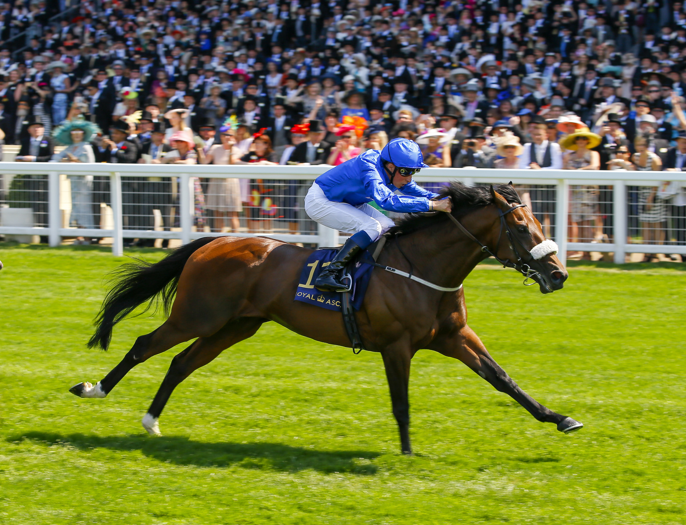 Champion miler Ribchester was sourced by Aidan O’Ryan and Richard Fahey at the Goffs Orby Sale. Photo: Mark Cranham