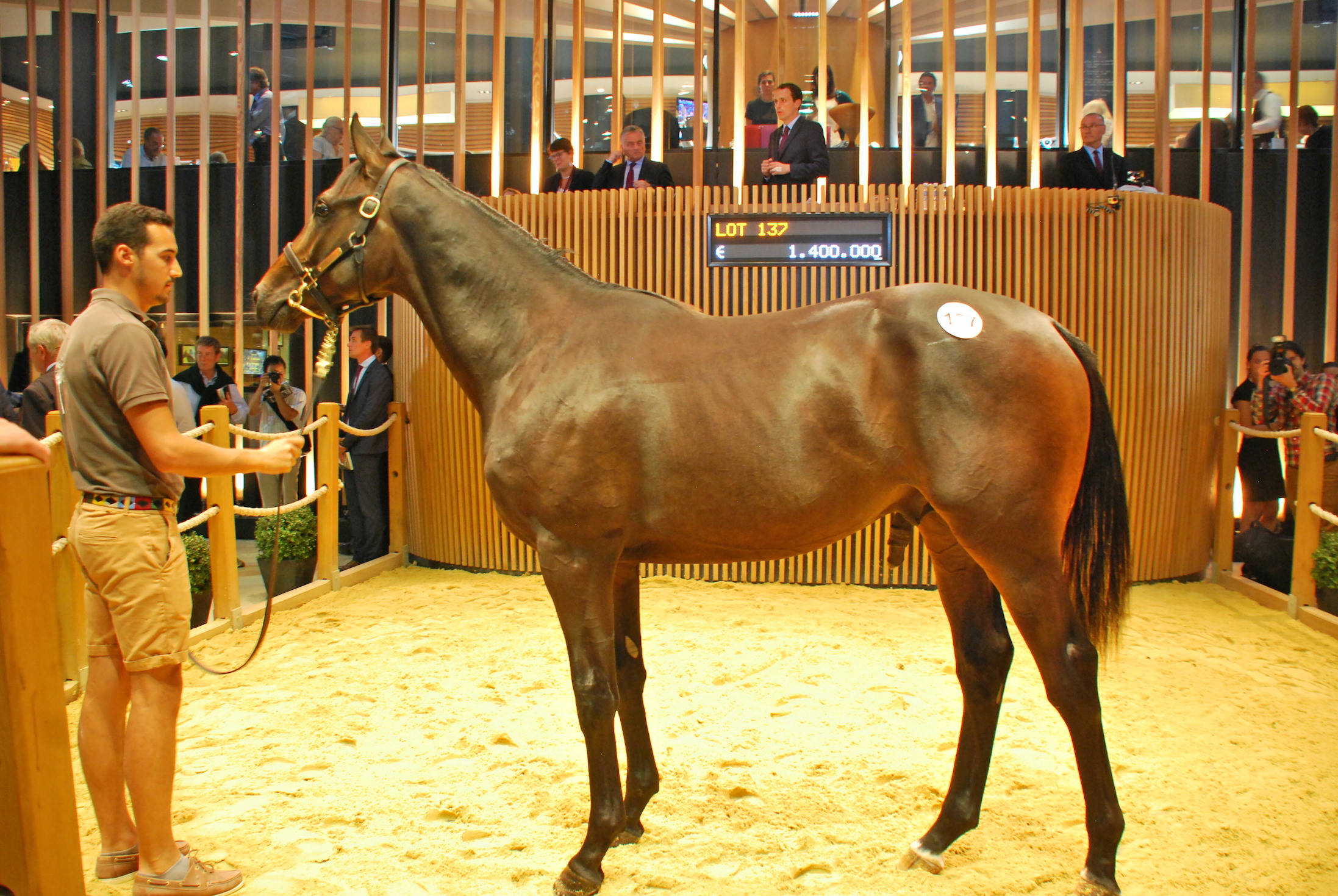 Top lot: at €1.4 million, this Dubawi colt out of Just The Judge was the most expensive  yearling at the sale. He was sold to Ballylinch Stud. Photo: John Gilmore