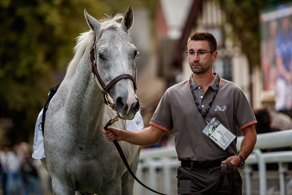 First-timer: triple Maurice de Gheest winner Marchand d’Or was making his debut at the parade. Photo: Zuzanna Lupa