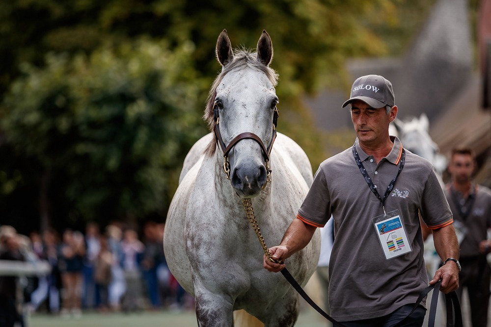 Taking it all in: Solow, whose seven-race unbeaten run in 2015 included G1 wins in the Dubai Turf, the Prix d’Ispahan, the Queen Anne Stakes, the Sussex Stakes and the Queen Elizabeth II Stakes. Photo: Zuzanna Lupa