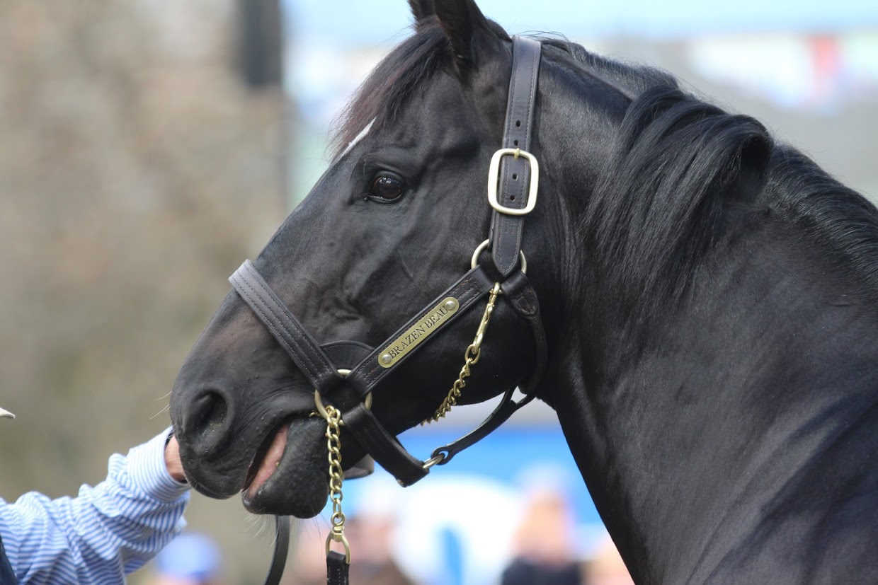 Brazen Beau: the dual G1 winner’s dashing good looks were clear to see on the Darley stallion parade