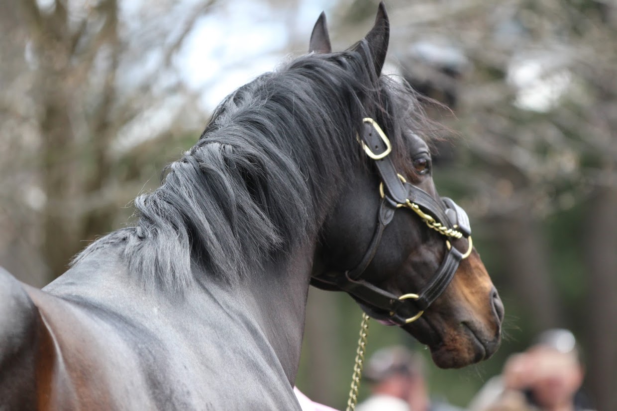 Fiorente: the 2013 Melbourne Cup winner was a crowd favourite at the Sun Stud stallion parade