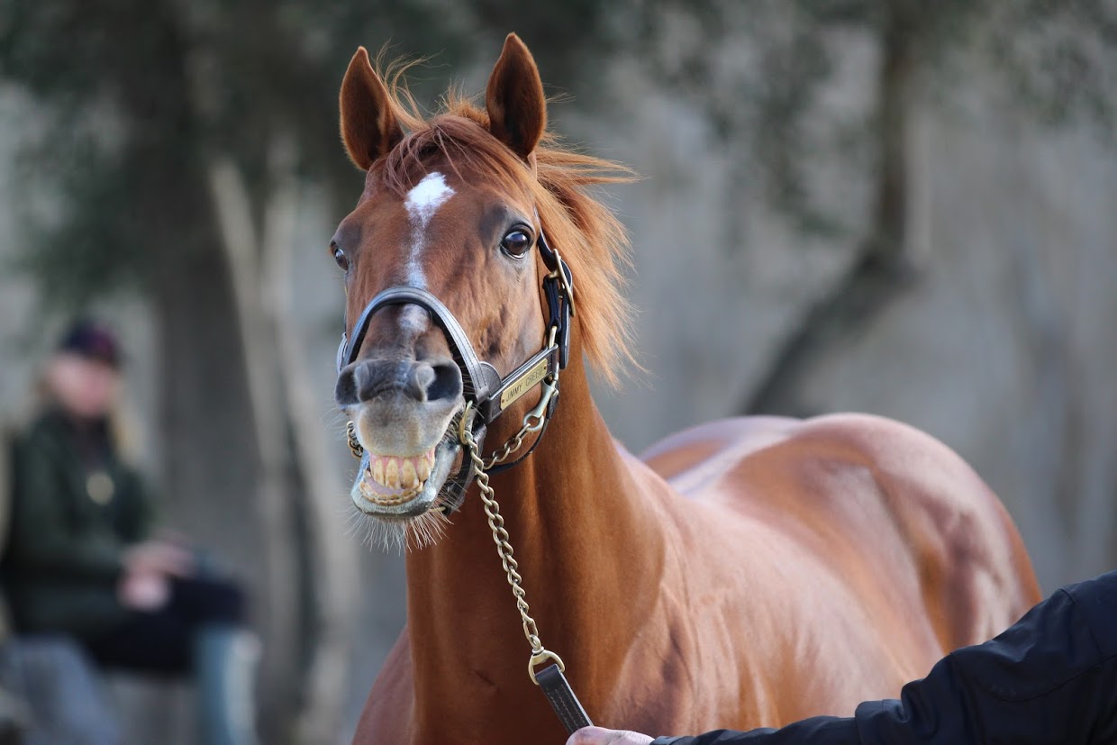 Jimmy Creed: “one of the most exciting young stallions in North America”, according to Spendthrift Australia’s general manager, Garry Cuddy. No wonder he’s smiling!