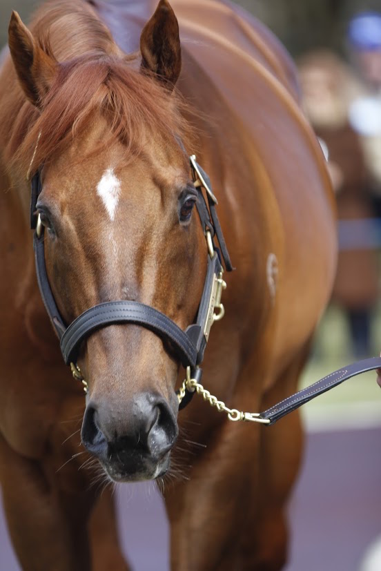 Sepoy: the four-time G1 winner is now at Darley in Victoria, and has been proving extremely popular with breeders