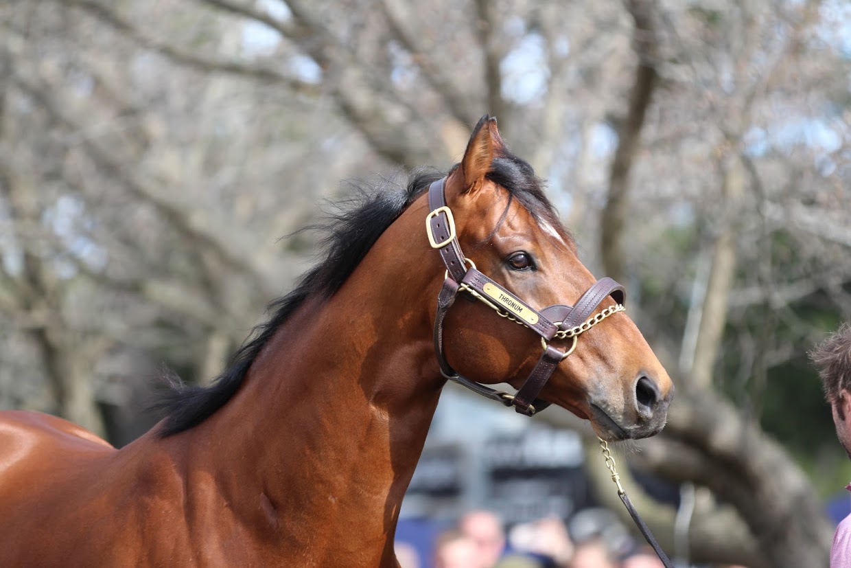 Thronum: the newly-retired G2-winning son of Snitzel cut a dignified presence at the Sun Stud parade