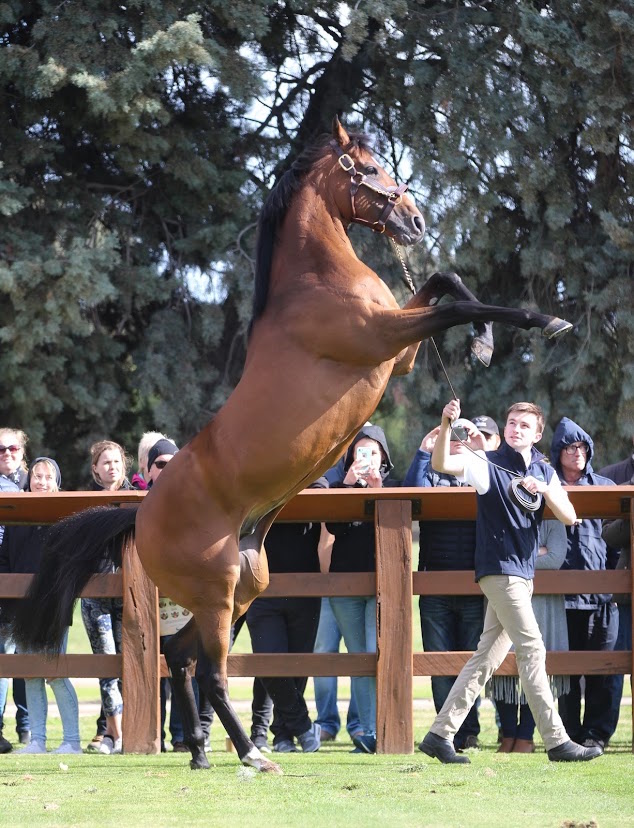 Toronado: the dual G1-winning son of High Chaparral provides a photo opportunity for the crowd at the Swettenham Stud stallion parade 