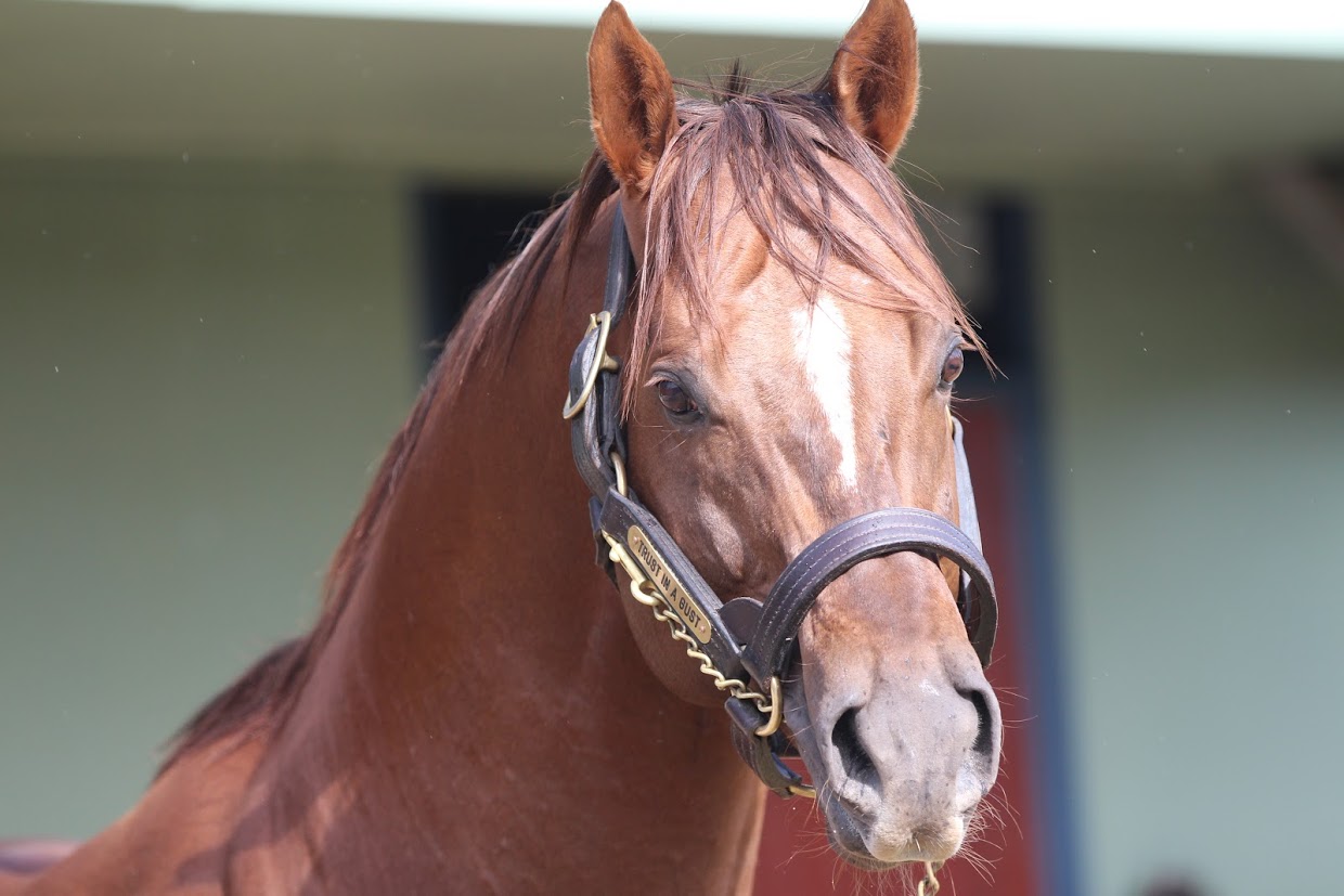 Trust In A Gust: the dual G1 winning sprinter/miler is Adam Sangster’s favourite on the Swettenham Stud roster