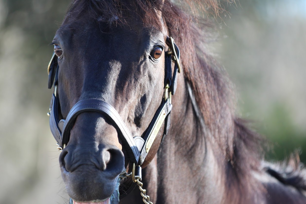 Warrior’s Reward: with his size and power, he was among the most imposing on the Spendthrift Australia parade