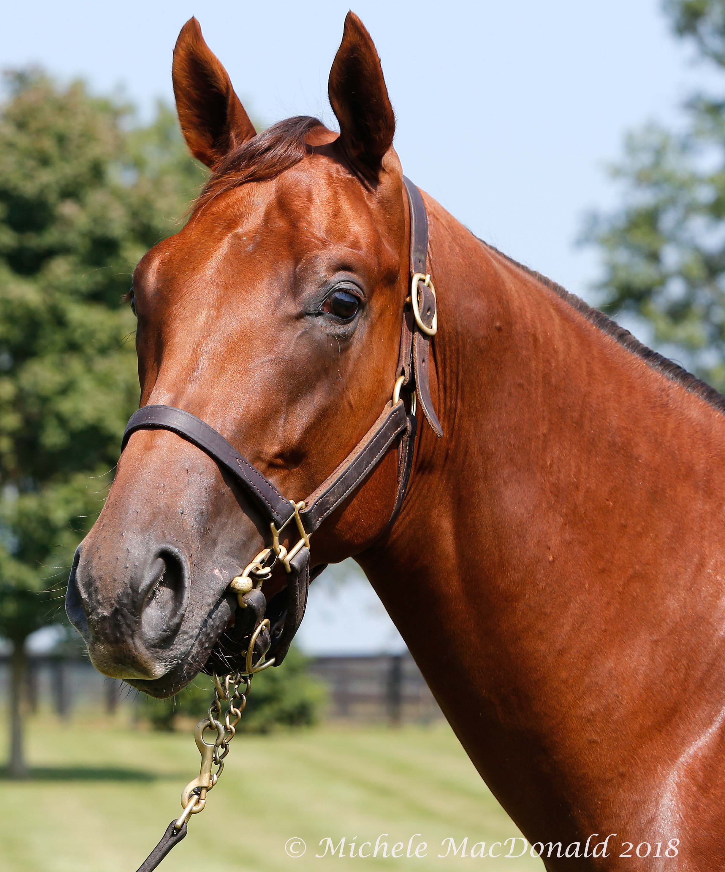 This American Pharoah yearling colt out of 2009 Breeders' Cup Juvenile Fillies runner-up Beautician is catalogued as Hip 686 at the Keeneland September sale. He is consigned by Runnymede Farm, agent. Photo: Michele MacDonald