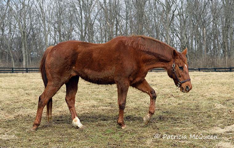 That winter look: Ball Chairman on Charles Flipke’s Kentucky farm. Photo: Patricia McQueen